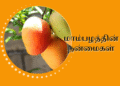 மாம்பழத்தின் நன்மைகள்